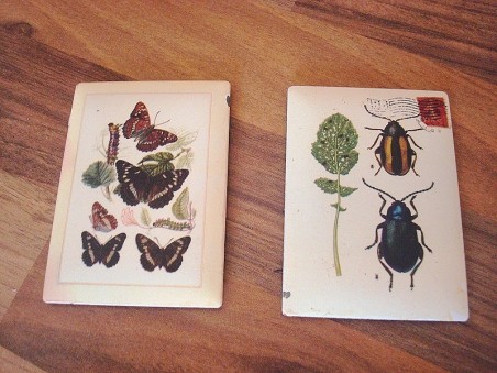 Magnets animaux avec des scarabées et papillons pour cuisine campagne chic